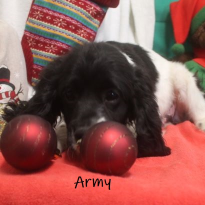 puppy, for, sale, Cocker Spaniel, Joe & Cherri  Overlease, dog, breeder, Miller, MO, dog-breeder, puppy-for-sale, forsale, nearby, find, puppyfind, locator, puppylocator, aca
